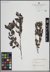 Foto von Salix atrocinerea Brot.